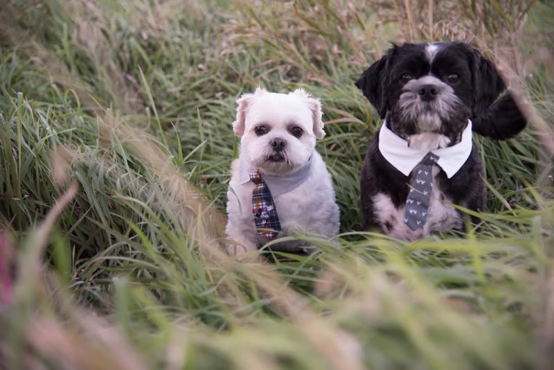 A white dog and a dark dog sitting in tall autumn grass wearing collar-and-tie outfits