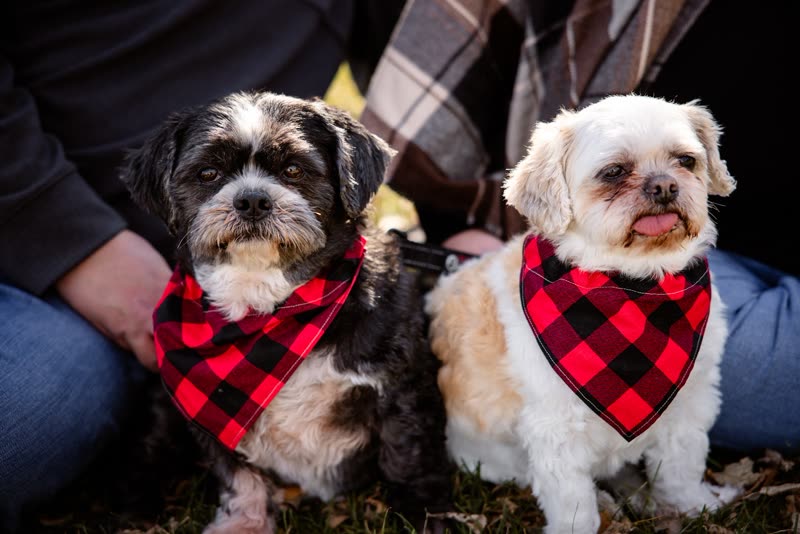 Two freshly groomed shih tzu-type dogs in matching red buffalo-check bandanas sitting at their owner's feet
