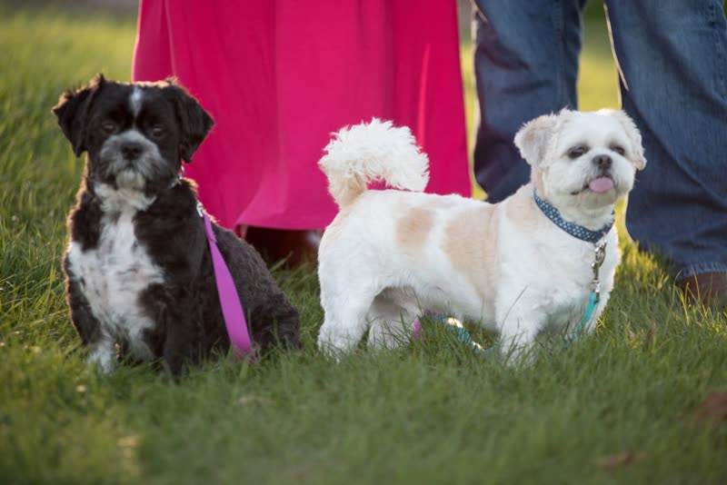 Three small freshly groomed dogs sitting together on grass
