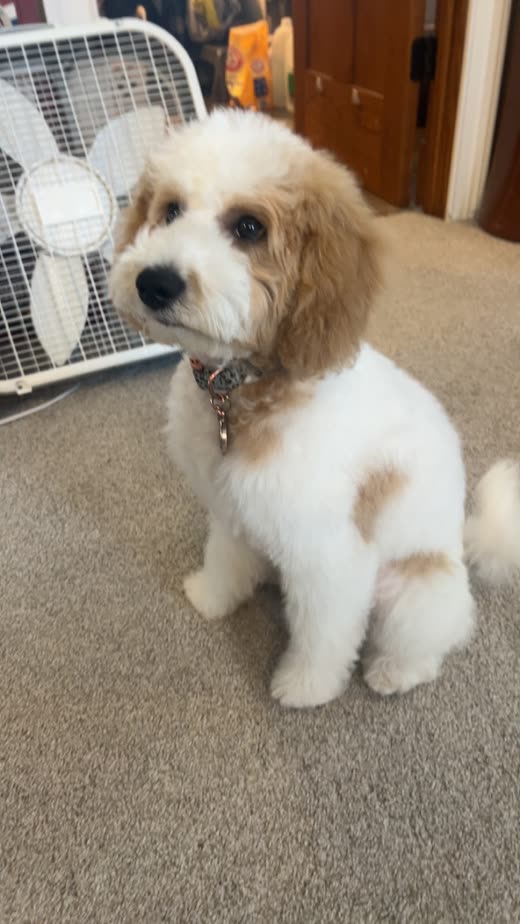 A white and apricot doodle puppy with a freshly trimmed rounded puppy cut and clean face