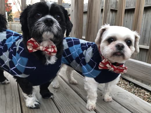 Two freshly trimmed shih tzu-type dogs on a deck in argyle sweaters and red bow ties