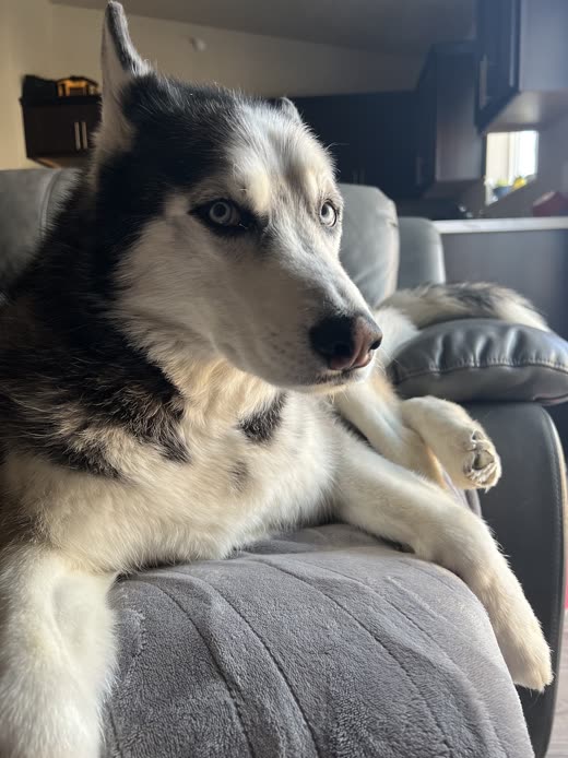 A husky-type dog with a thick double coat lounging on a leather sofa