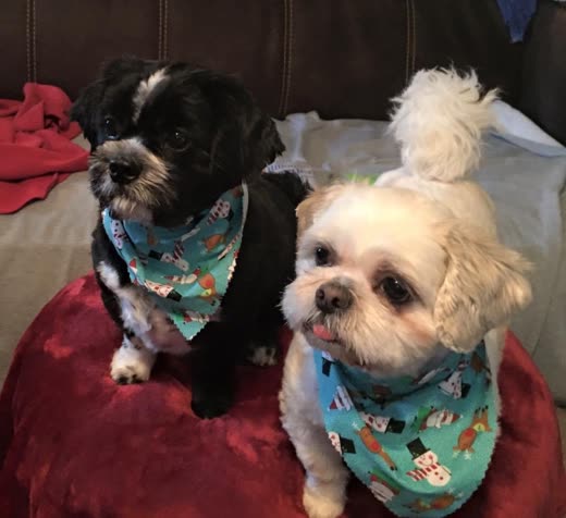 A dark dog with a trimmed face and a cream dog with a topknot, both in teal patterned bandanas
