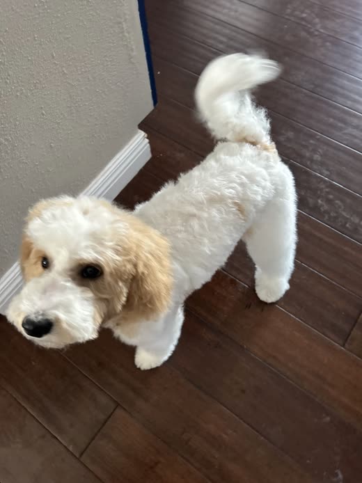 A cream and apricot doodle-type dog standing on a wood floor with its coat freshly fluffed
